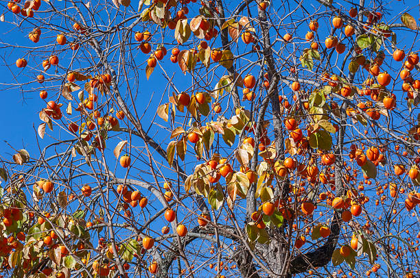 The persimmons tree in Japanese autumn