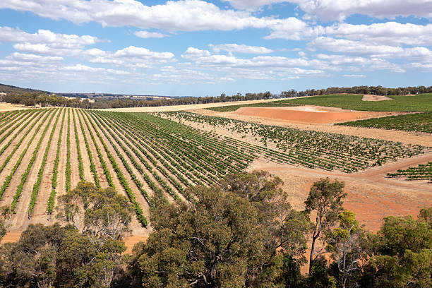 A vineyard captured in late spring under gentle, glowing light. The lush green grapevines stretch upward in soft focus, with tendrils reaching toward a pale sky. The diffused illumination creates a calm and almost dreamlike mood, emphasizing growth, renewal, and the natural beauty of the wine-growing season.