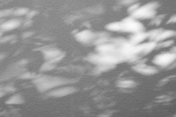 Abstract natural tree branch leaves shadow on white wall background