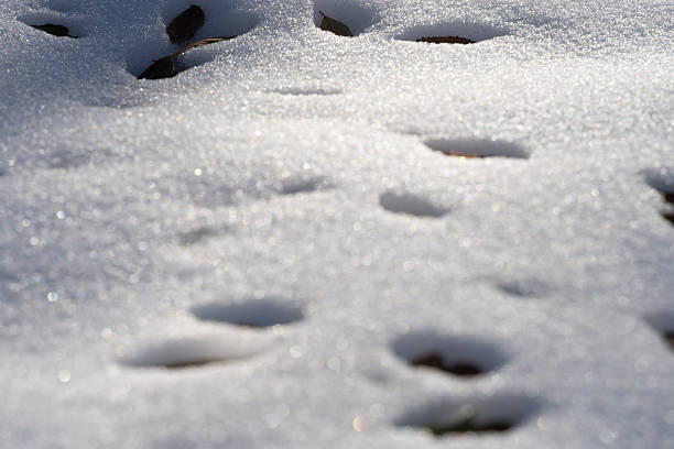 crystal white snow surface xmas time on a sunny december day in germany