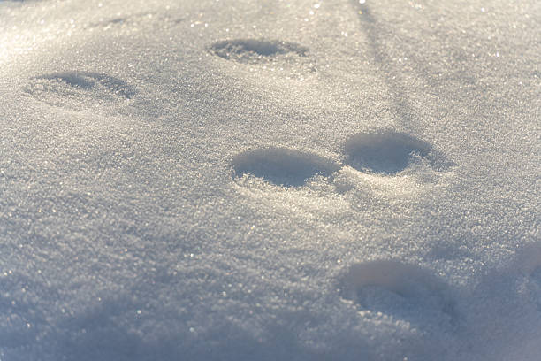 Footprints of animals in the snow