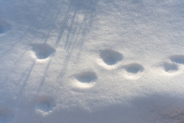 Footprints of animals in the snow