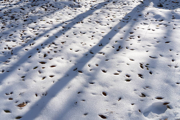 The shadows of fallen leaves and branches in the snow