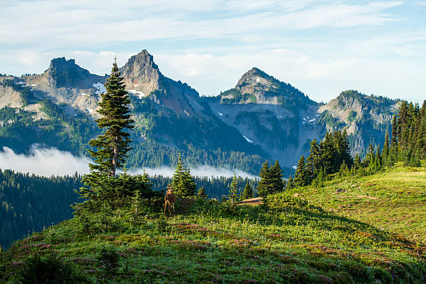 Scenic view from Skyline Trail at Paradise with Tatoosh Range in background, Mt Rainier National Park, Washington, USA