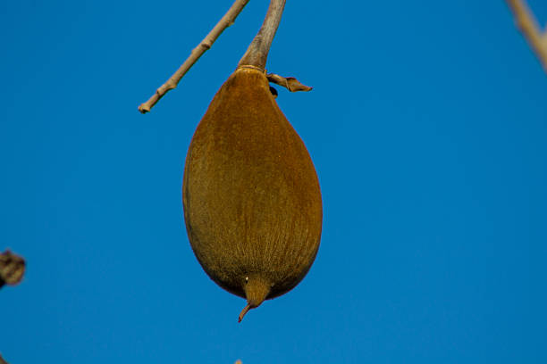 Baobab tree fruits hanging from branches with oval shape and hard outer shells. Botanical subject showing African flora, edible plant product, dry climate adaptation, savanna vegetation, natural texture, biodiversity, and nature background