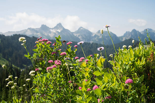 Blooming wildflowers with Tatoosh Range in backgournd, Skyline Trail, Mt Rainier National Park, Washington, USA