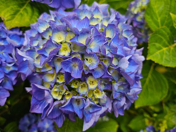 A vibrant hydrangea bush covered in large purple and blue flower heads growing in a colourful summer garden scene showcasing abundance, growth, and ornamental landscaping.