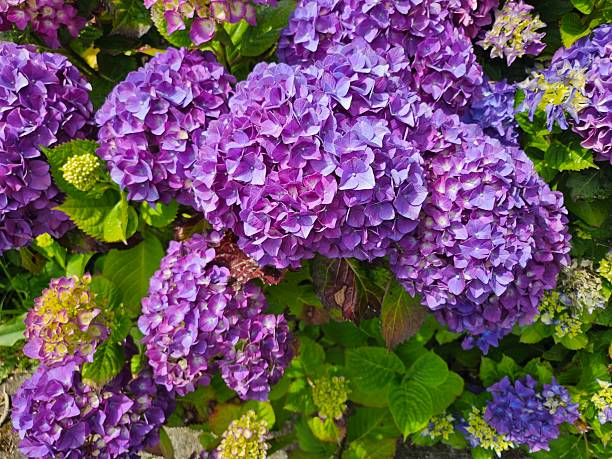 Close-up of a fresh purple hydrangea flowers at different stages of bloom, set against soft green foliage. A natural representation of change, life cycles, growth, and the passage of time.