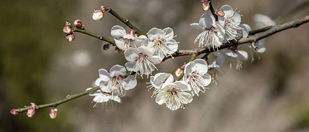3,600+ Chinese Plum Japanese Apricot Bloom White Flower Beautiful
