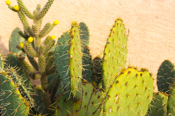 Prickly Pear Cactus, White Wall, Dusk, Copy Space. Shot in Arizona.