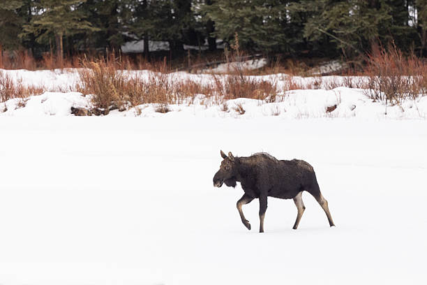 Handsome male moose with giant rack of antlers dusted with snow, Yukon Territory, Canada