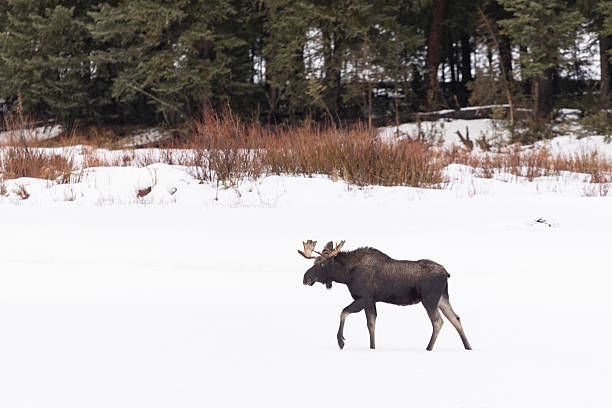 istock Bull Moose Striding Across Snowy Field With Forest Backdrop In W 2256166179