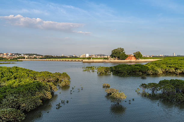 Mangroves and city buildings by the sea