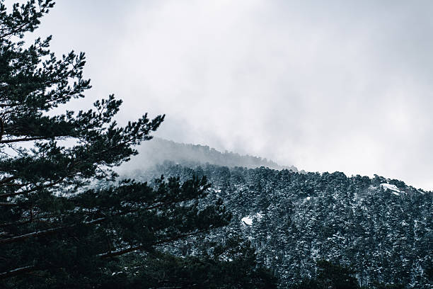 Snow-covered pine forest on mountain slope with misty sky in Cercedilla, Community of Madrid, Spain