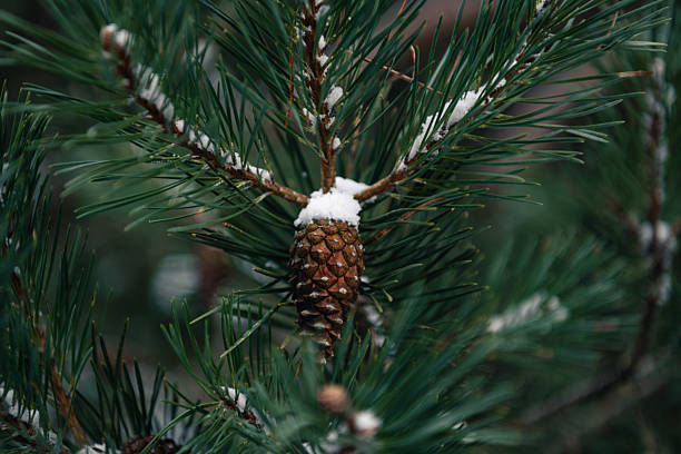 Snow on a pine tree