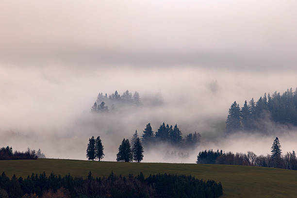 Washington farmland surrounded by trees in the fog.