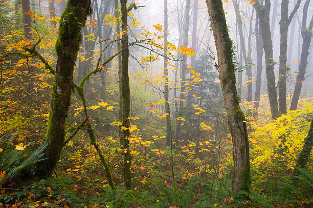 A cool foggy fall morning in Forest Park, Portland.
