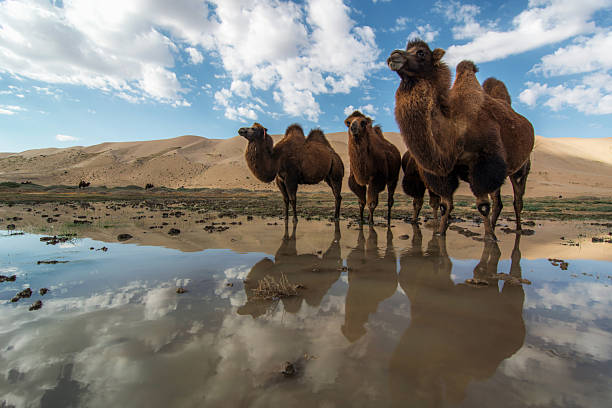 Two-humped camel coming to drink water in the hot sun.A group of two-humped Bactrian camels standing near a small pool of water, showing a clear reflection. The background features massive sand dunes and a bright blue sky with scattered clouds in the Mongolian Gobi Desert. A low-angle, wide-perspective shot capturing the majestic nature of desert wildlife.The Khongor Sands are a sand dune located in the Sevrey and Bayandalai sums of Umnugovi aimag, and extend for about 180 km behind the Sevrey and Zoeleng ranges. Looking at this picture, the freedom of the horses makes me want to travel to Mongolia.