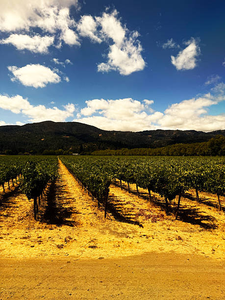 Endless vineyard rows under bright summer sky with white clouds and green hills in Napa Valley countryside landscape