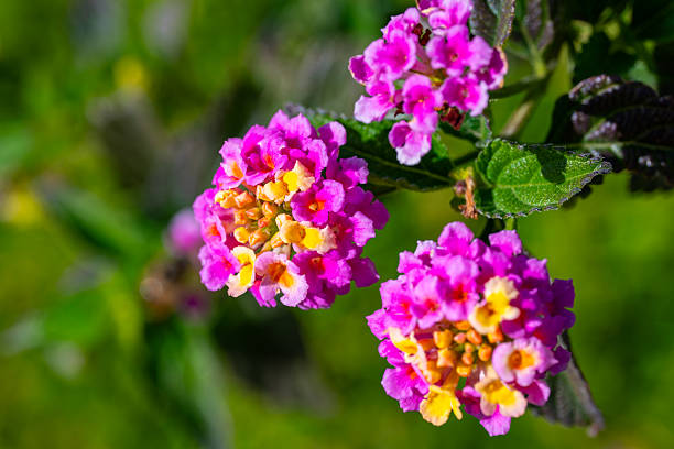 Detailed close-up of pink Lantana flowers with bright yellow centers, highlighted by natural sunlight and dark green leaves.