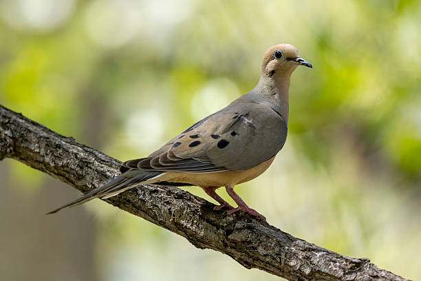 A wild mourning dove in a park in Colorado