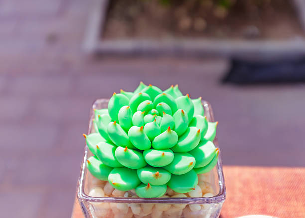 This close-up image showcases a solitary, bright green succulent—likely an Echeveria variety—planted in a small, clear square glass pot. The plant features a tight, symmetrical rosette of plump, fleshy leaves with distinct reddish-orange tips. The transparent container is filled with smooth white decorative pebbles, creating a clean contrast with the vibrant foliage. The background is softly blurred, hinting at an outdoor paved setting, while bright natural sunlight accentuates the smooth texture and vivid color of the plant.
