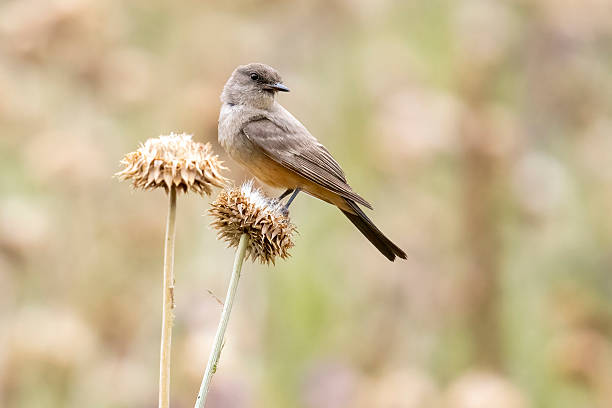Wild Say's Phoebe in a park in Colorado