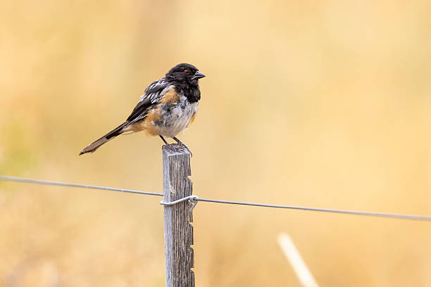 A wild spotted towhee in a park in Colorado.