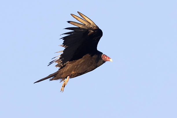 A wild turkey vulture soaring over a park in Colorado