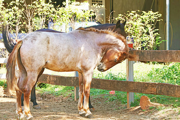 Mare using the automatic watering trough in a country riding school