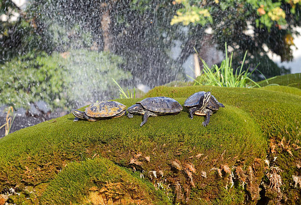 Group of freshwater turtles resting together on a moss-covered rock near water. Wildlife scene illustrating nature, calmness, balance, cooperation and animal behavior in natural habitat.