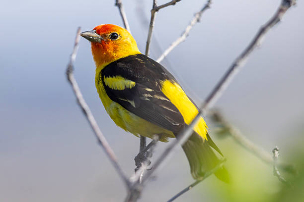 A wild western tanager perched in a tree in a park in Colorado.