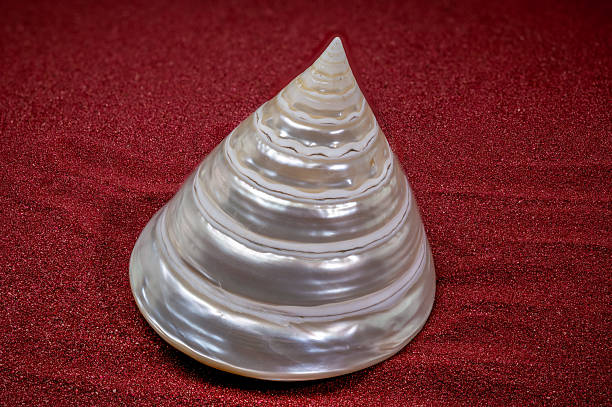 close up of a seashell texture background in white, tan, and brown, and purple abstract