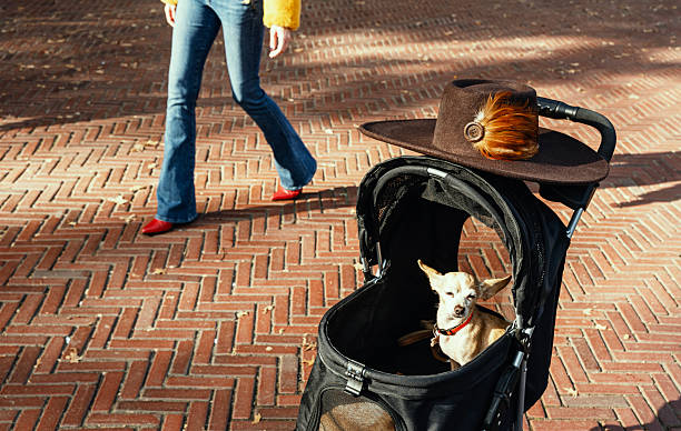 Small dog sitting inside a pet stroller on a brick paved street while a person walks past in the background