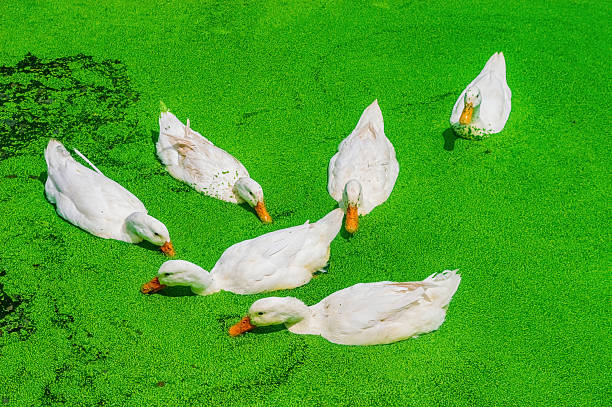 The Pekin Duck relaxing in the open farm during the daytime.