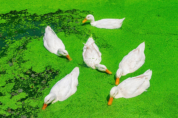 Six white ducks forage and swim on a vibrant green duckweed pond, creating a peaceful and vivid nature scene.