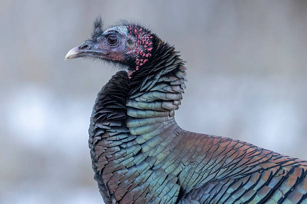 Wild turkey in Castlewood Canyon state park near Castle Rock, Colorado.