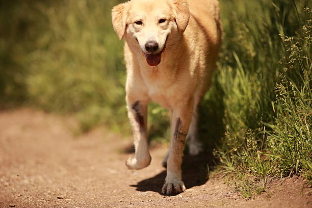 Dog is running on a dirt road with grass in the background. The dog is happy and he is enjoying its walk