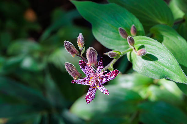 Toad lily flowers bloom beautifully in the shade.