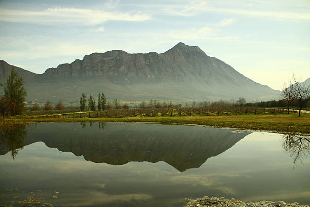 A scenic reflection of the Winterhoek mountains in a dam surrounded by willouw trees in the fall.