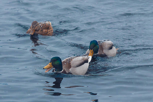 istock Drake and ducks in the snow on the water 2256189533