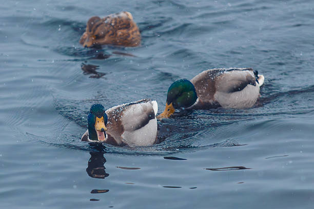 istock Drake and ducks in the snow on the water 2256189538