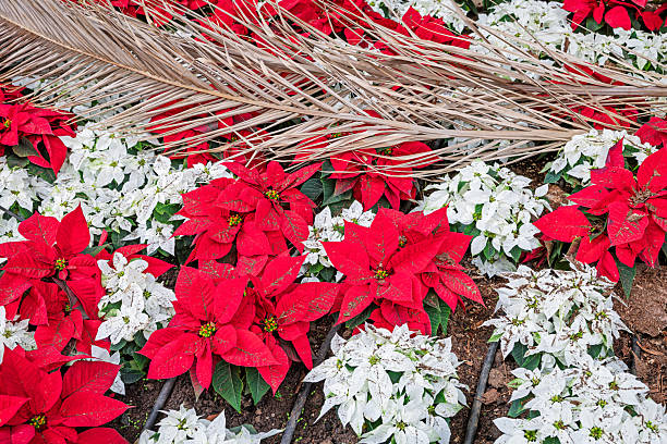 A beautiful red flower Poinsettia, also known as the Star of Bethlehem, is often present as decoration during the Christmas season.