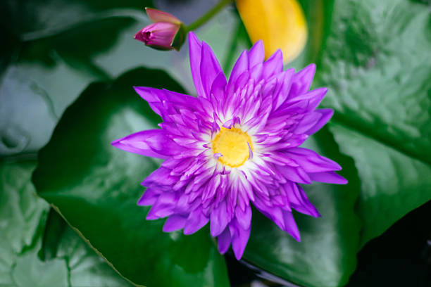 A vibrant, fully bloomed purple water lily with a bright yellow center floats on the water, surrounded by large green leaves.