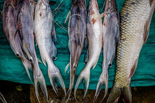 Selling raw fish in a traditional market in Mandalay, Myanmar.