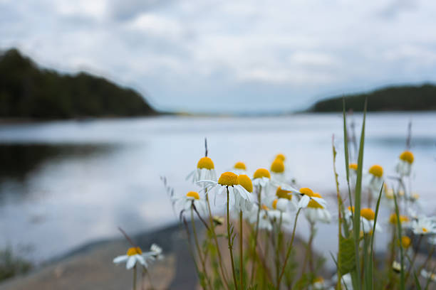 Close-up view of wild chamomile flowers in the foreground, with a serene lake and distant green hills under a cloudy sky