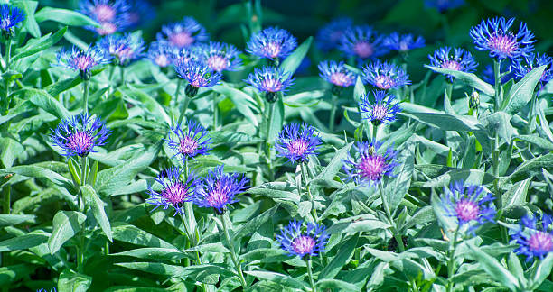 Blue cornflowers in wildflower garden.