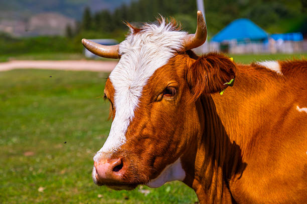 Free Range Cows