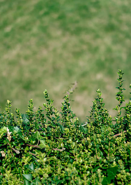 Dense green plants with bright leaves against a blurred grassy background.