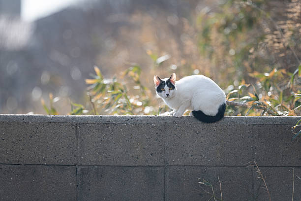 A cute stray cat sitting and relaxing
